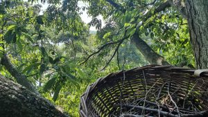 Plaatsen vogelmanden