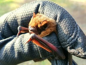 Ruige dwergvleermuis